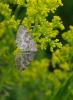 186242 – Photo : bernard evrad – France (48)